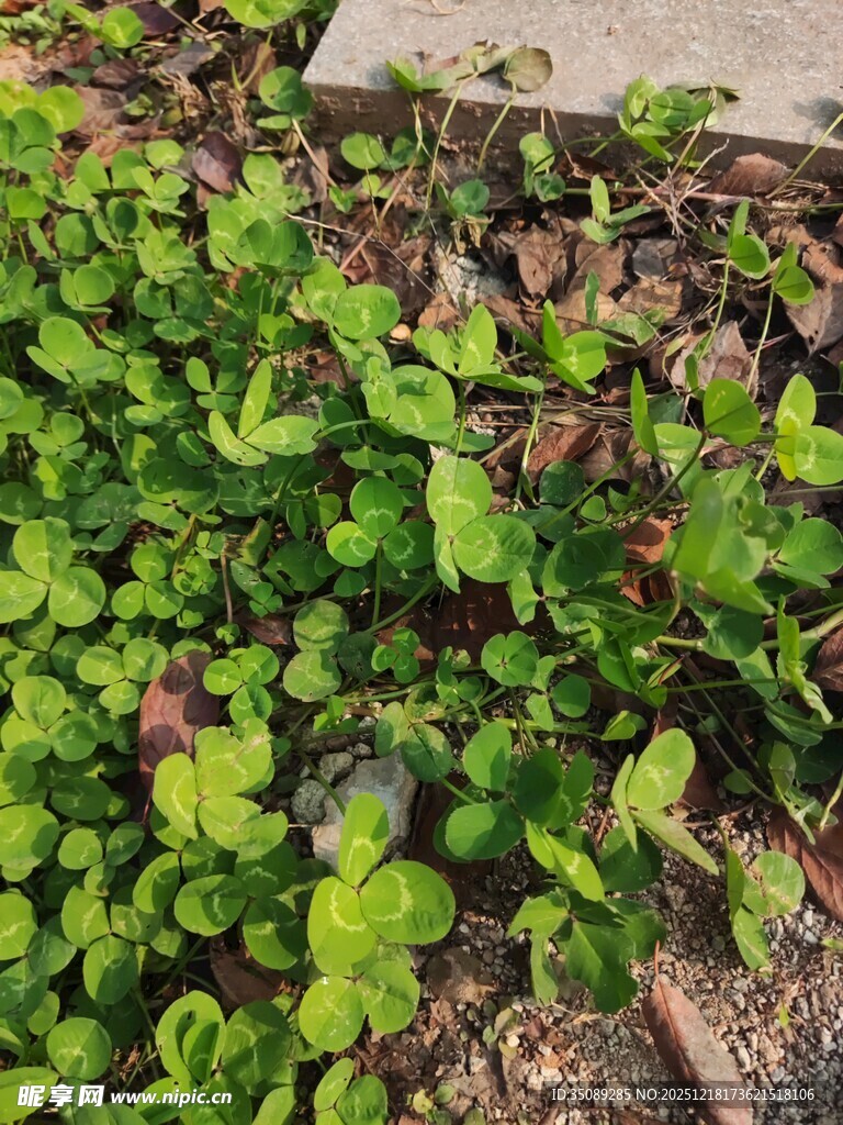 翠绿三叶草铺满地面