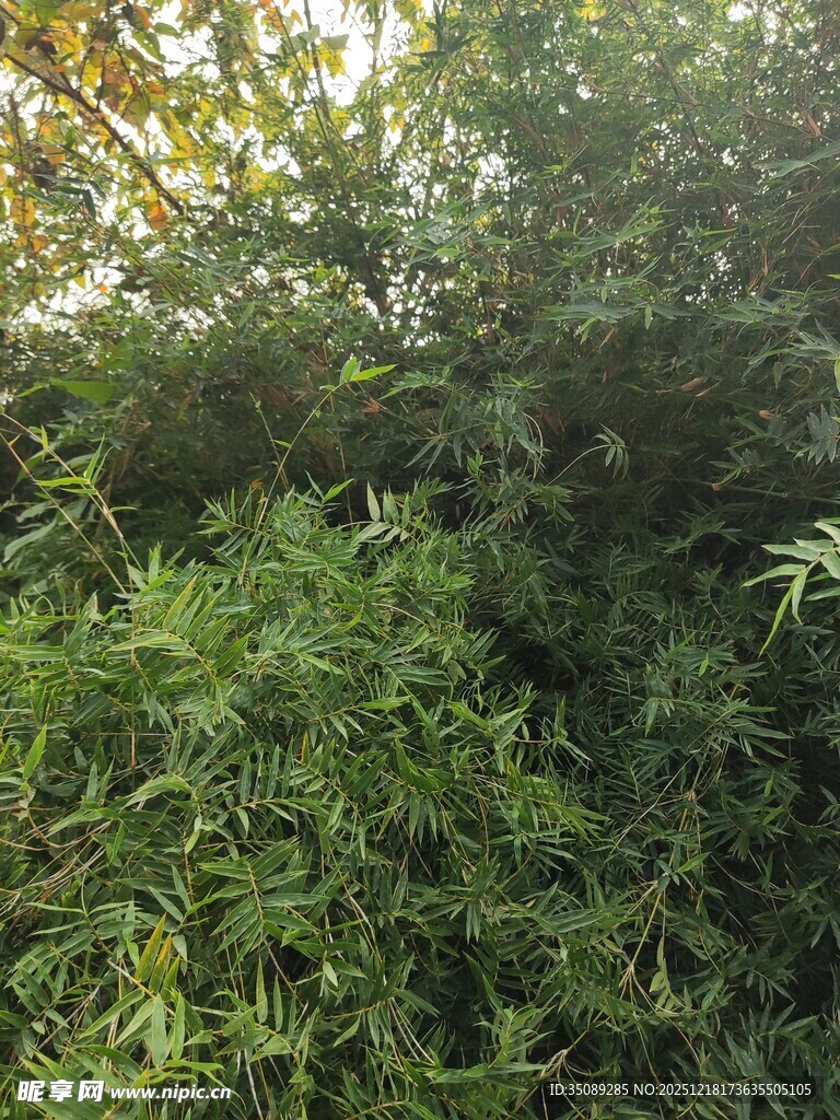 茂密绿植景观