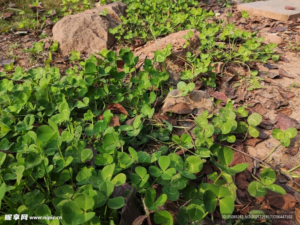 地面上的翠绿植物