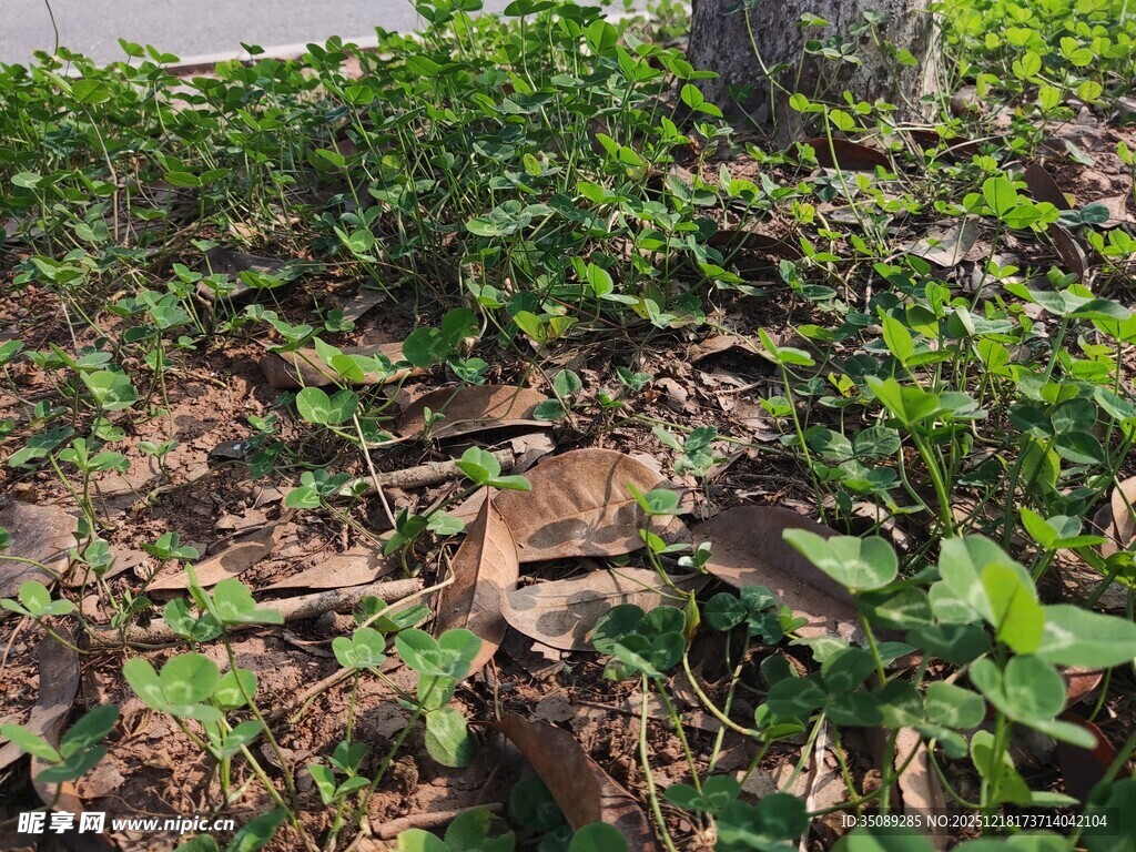 地面绿植与枯叶景象