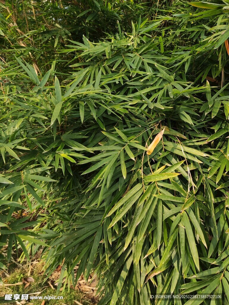 翠绿茂盛的植物枝叶