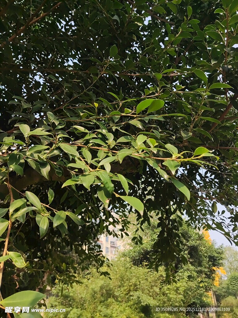 繁茂枝叶间的自然景致