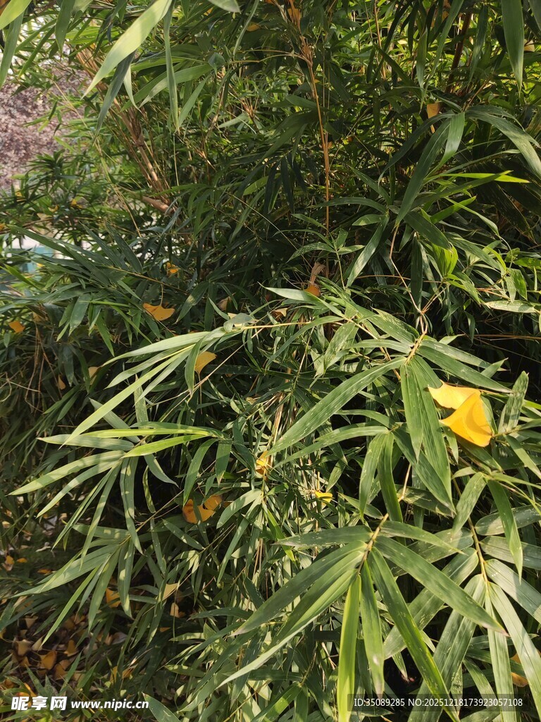 绿叶间的黄色花朵