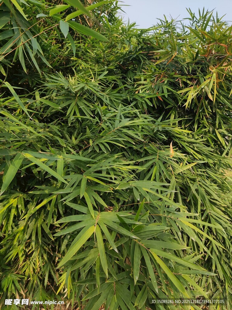 茂密的绿色植物景观