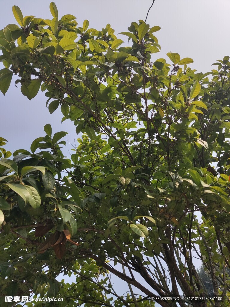 繁茂绿树展现自然生机