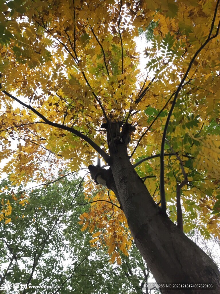 仰望秋日斑斓树冠