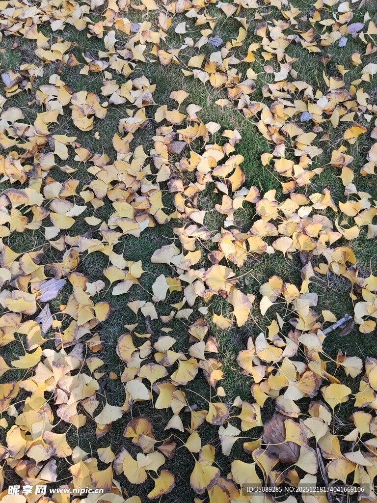 满地银杏叶的秋日美景