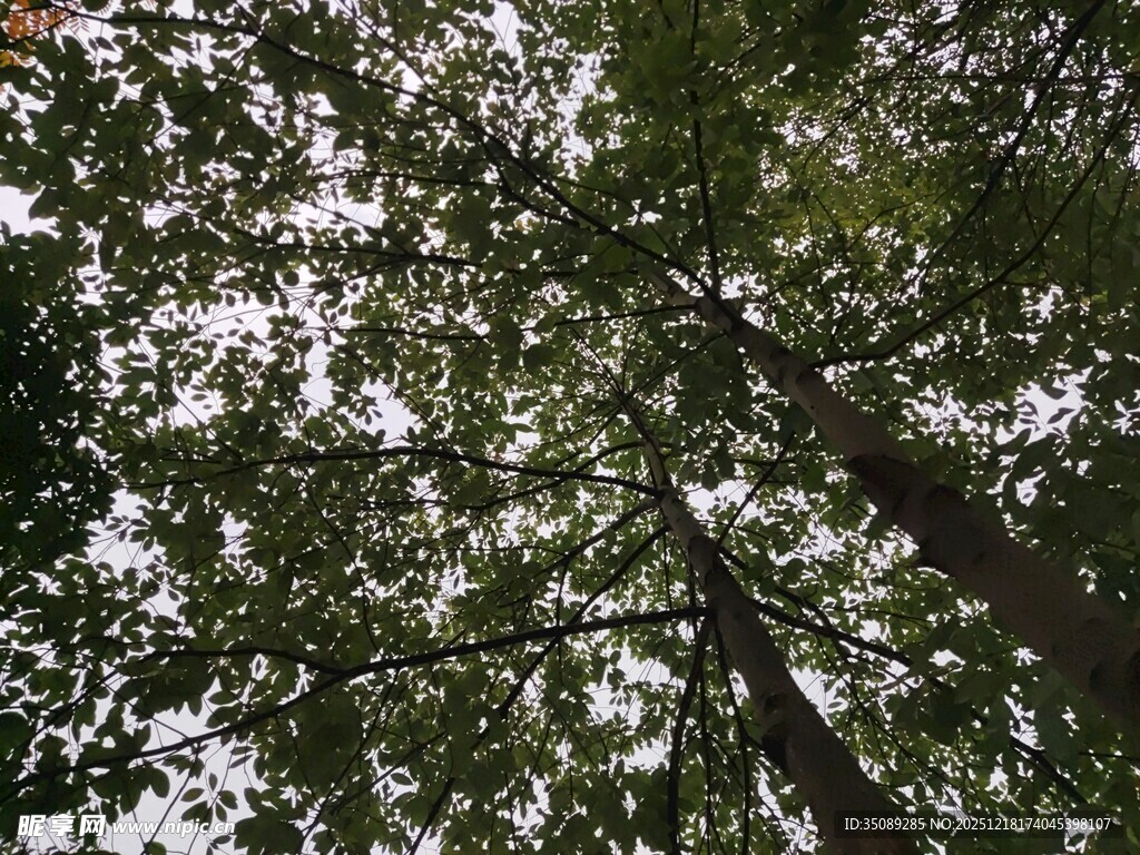 仰视茂密树林树冠