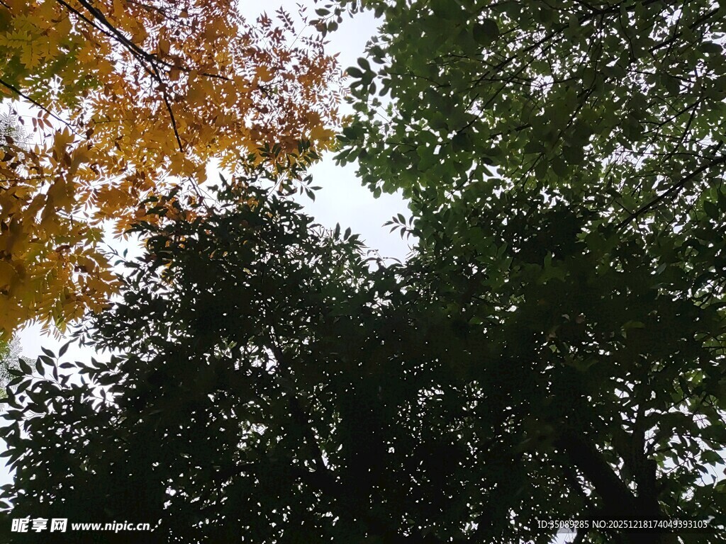 秋日林间树梢景致