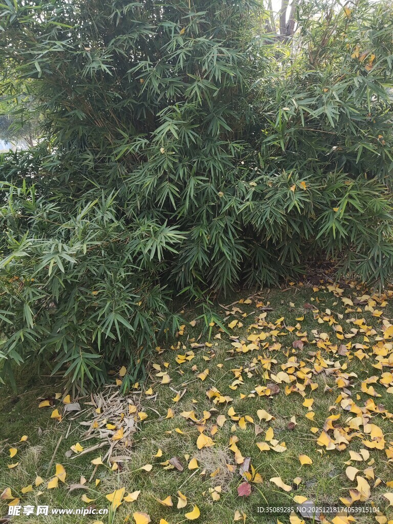 落叶铺地的绿植景观