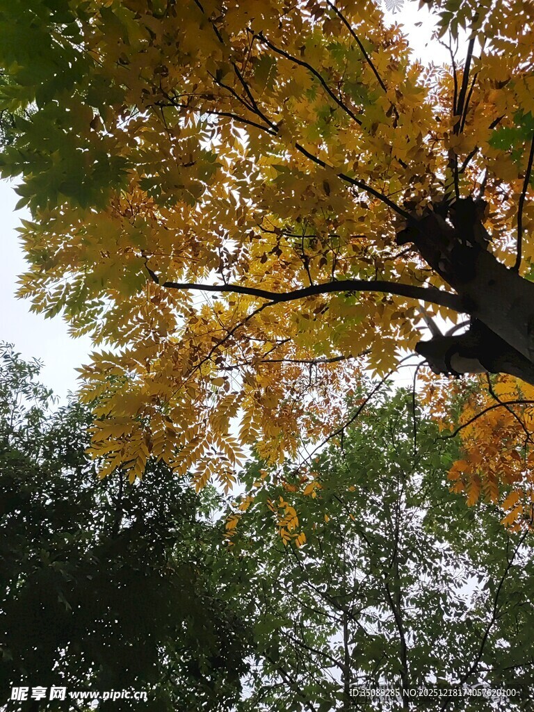 秋日斑斓树枝美景