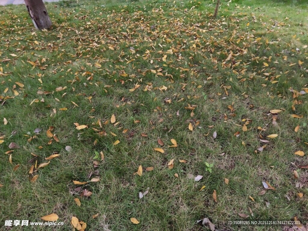 草地散落枯黄树叶