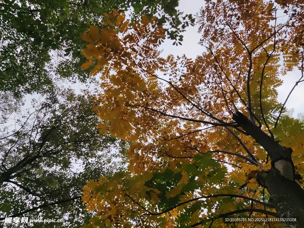 秋日斑斓树梢美景