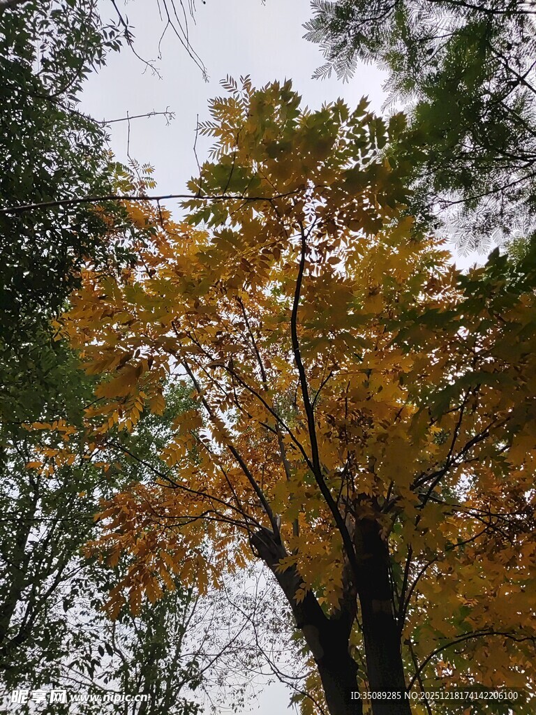 秋日金黄树叶的树木景观