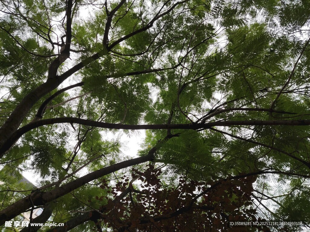 仰视茂密枝叶