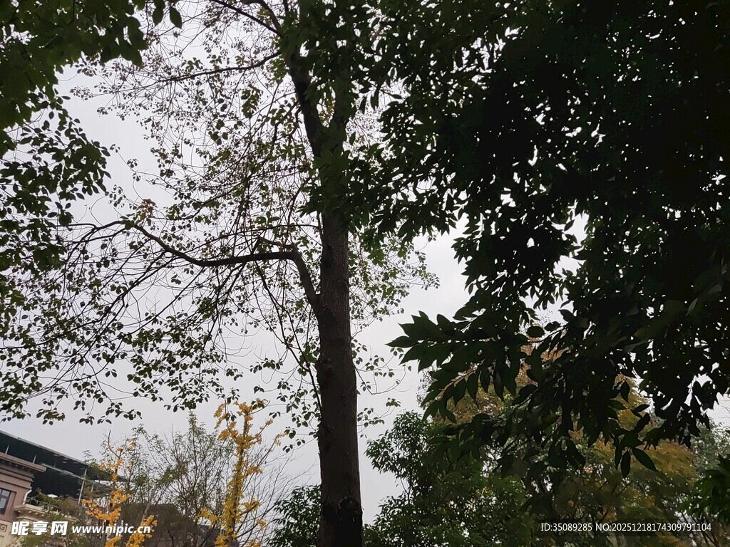 户外繁茂树木景观