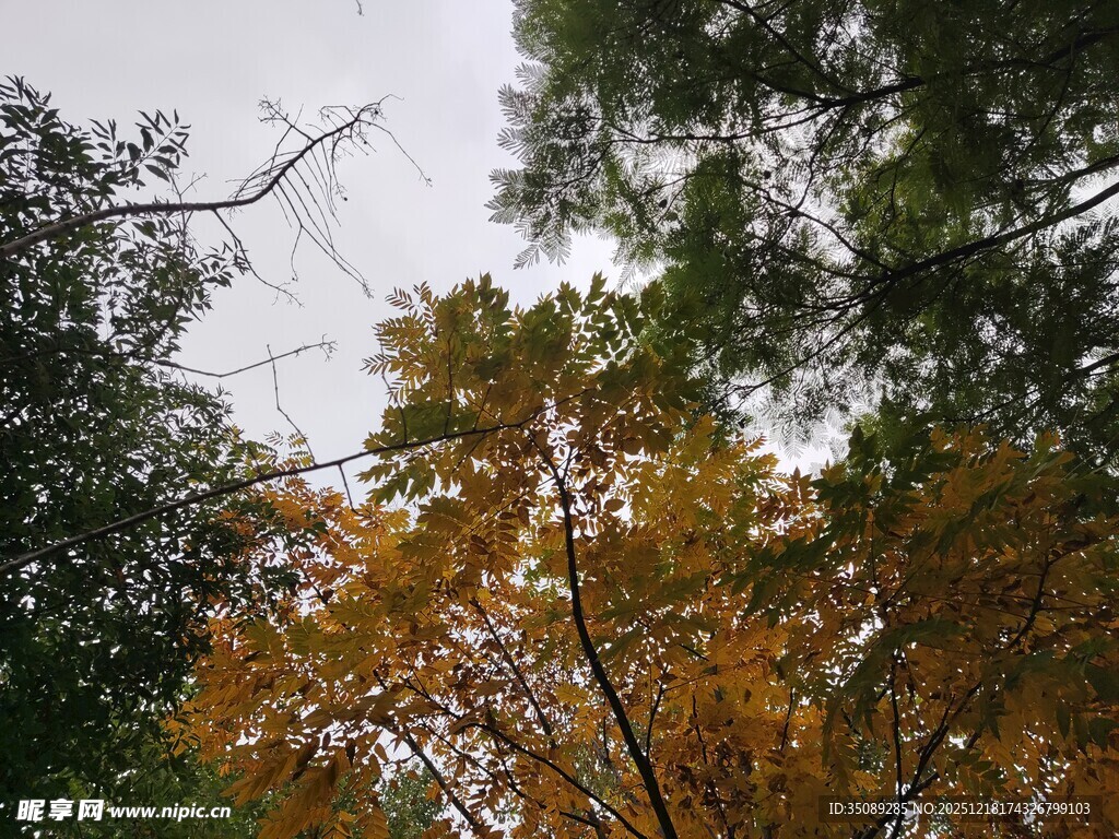 秋日林间斑斓树冠景色