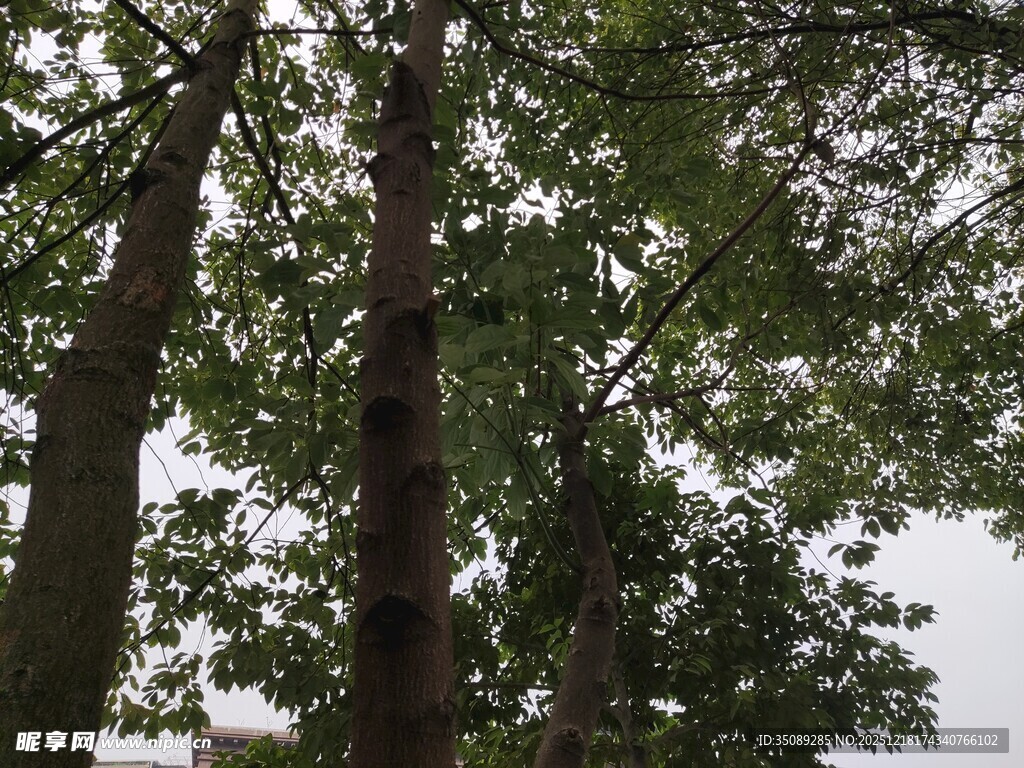 仰视茂密树林中的高大树木