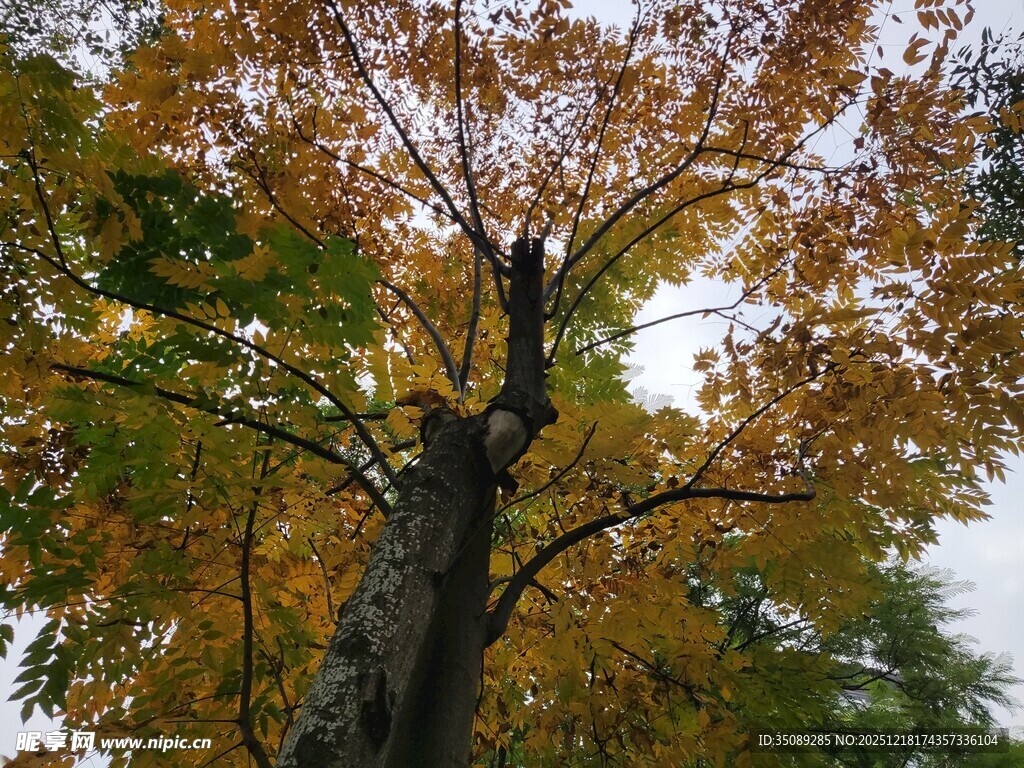 秋日斑斓树冠景象