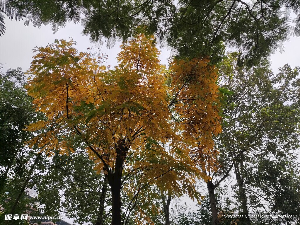 秋日金黄树叶的树木景观