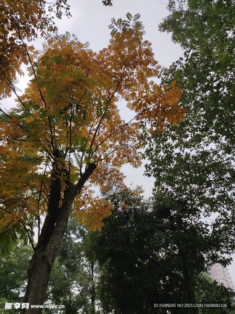 秋日树林斑斓树叶景观