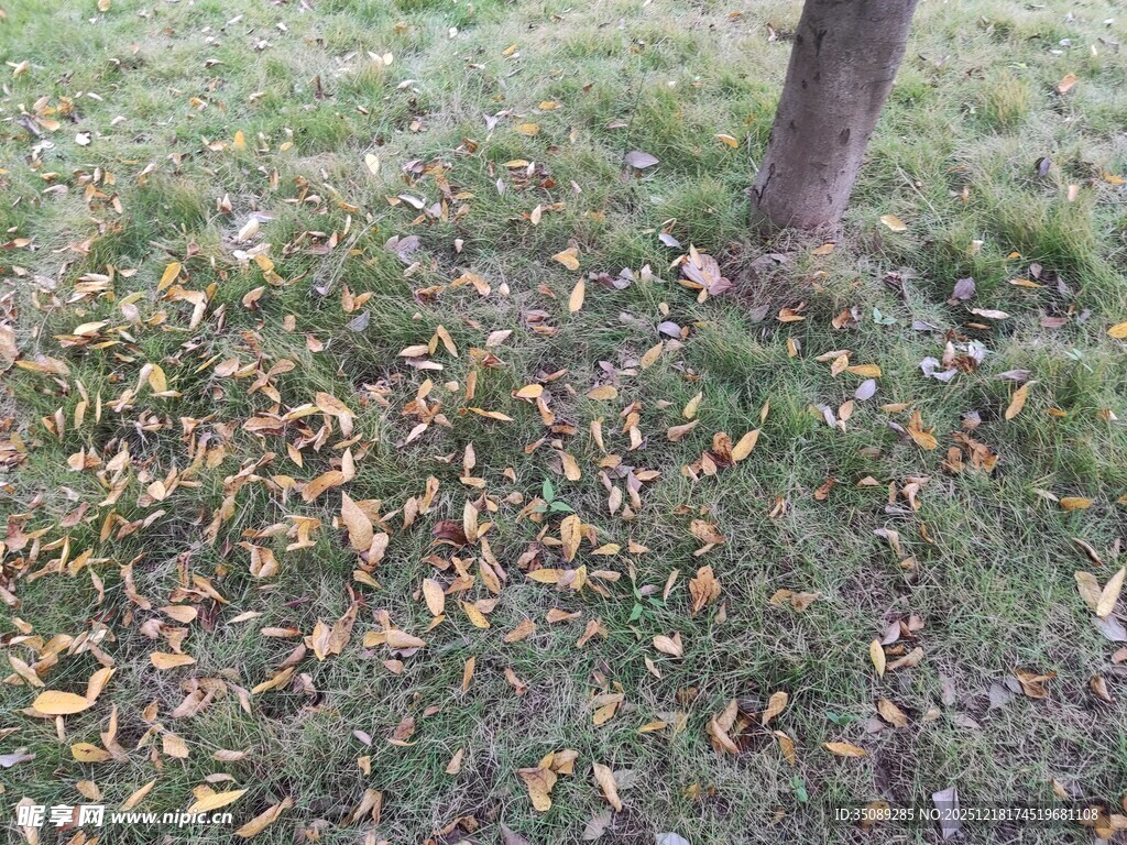 树下秋景落叶铺地