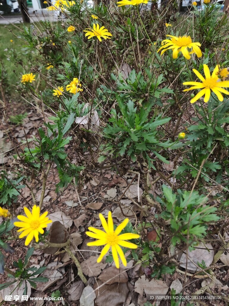 黄色小花绽放于地面
