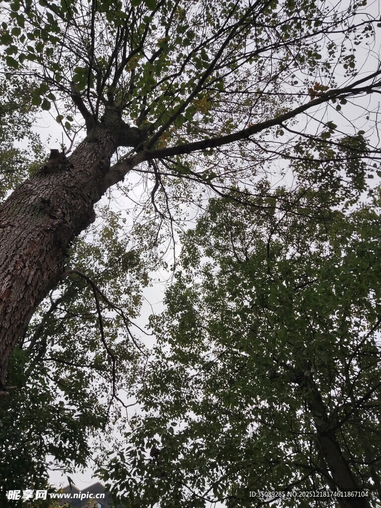 仰视茂密树林中的高大树木