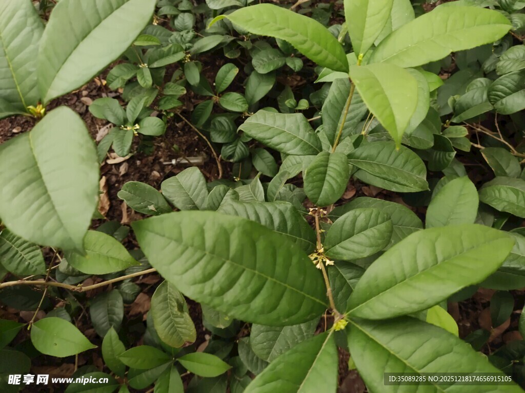 绿叶繁茂的植物景象