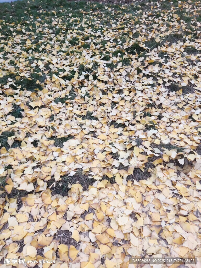 铺满鹅卵石的河岸景象