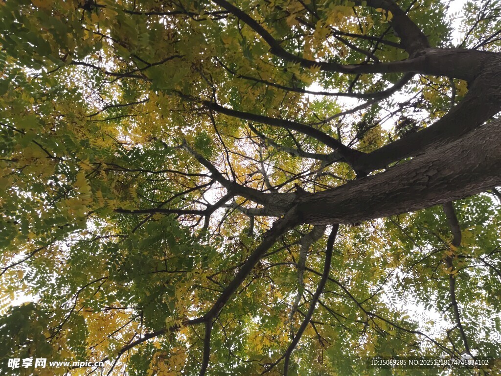 仰视繁茂树枝与绿叶
