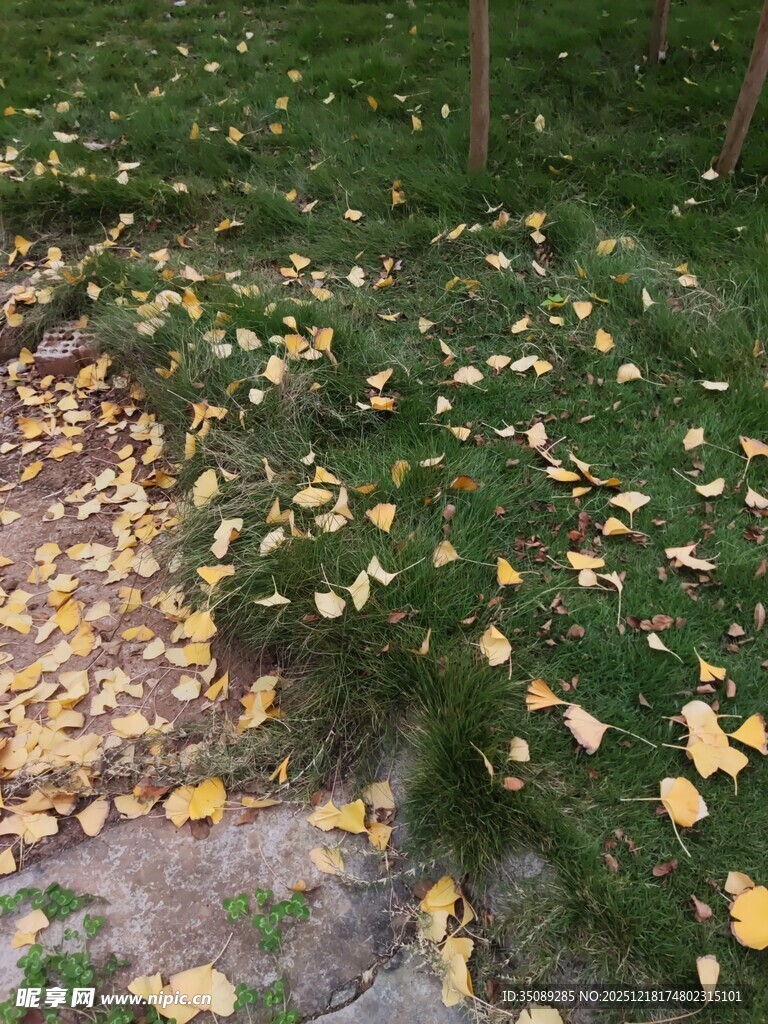 秋日草地落叶景致