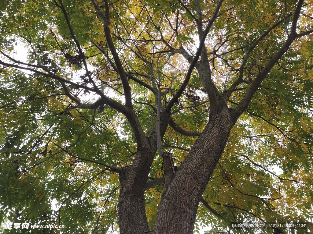 秋日繁茂大树景观