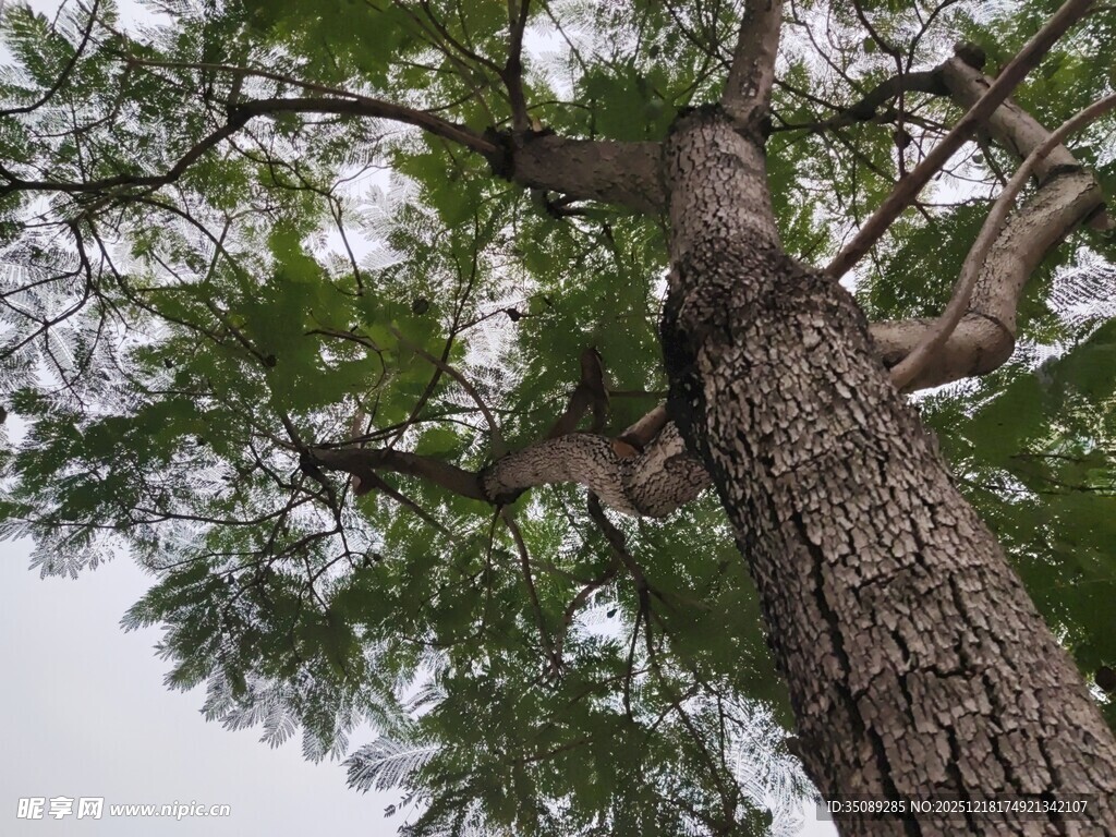 仰视视角下的粗壮松树