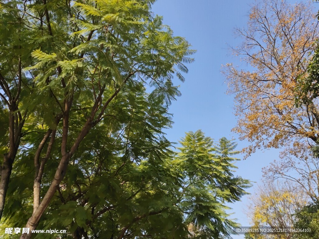 仰视葱郁树木与蓝天
