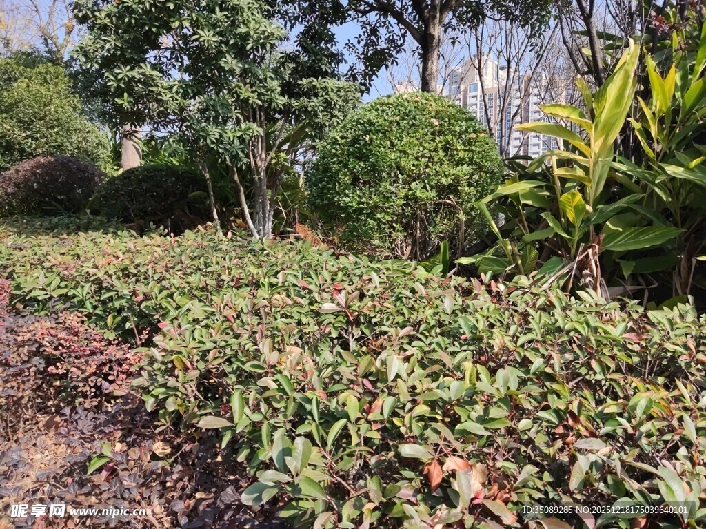 户外繁茂绿植景观