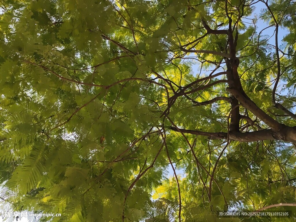 阳光下的繁茂树枝