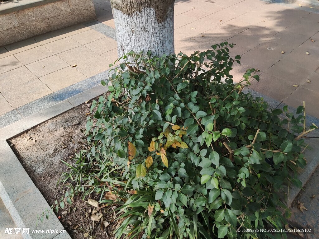 方形花坛中的绿植