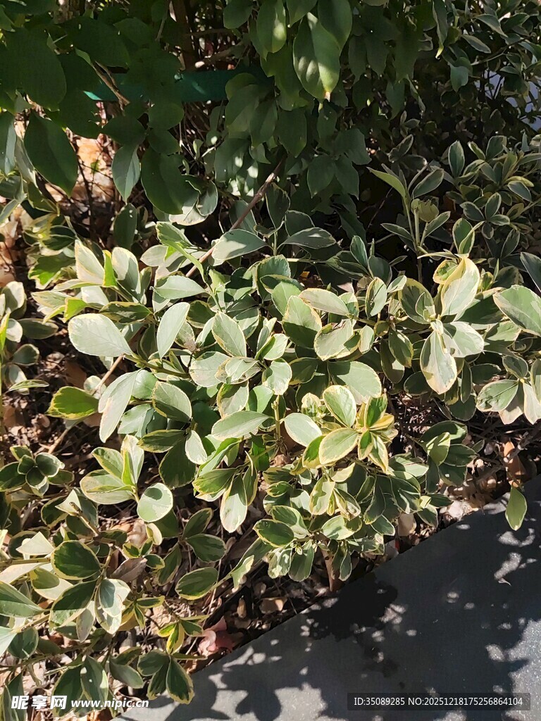 绿叶繁茂的植物景观
