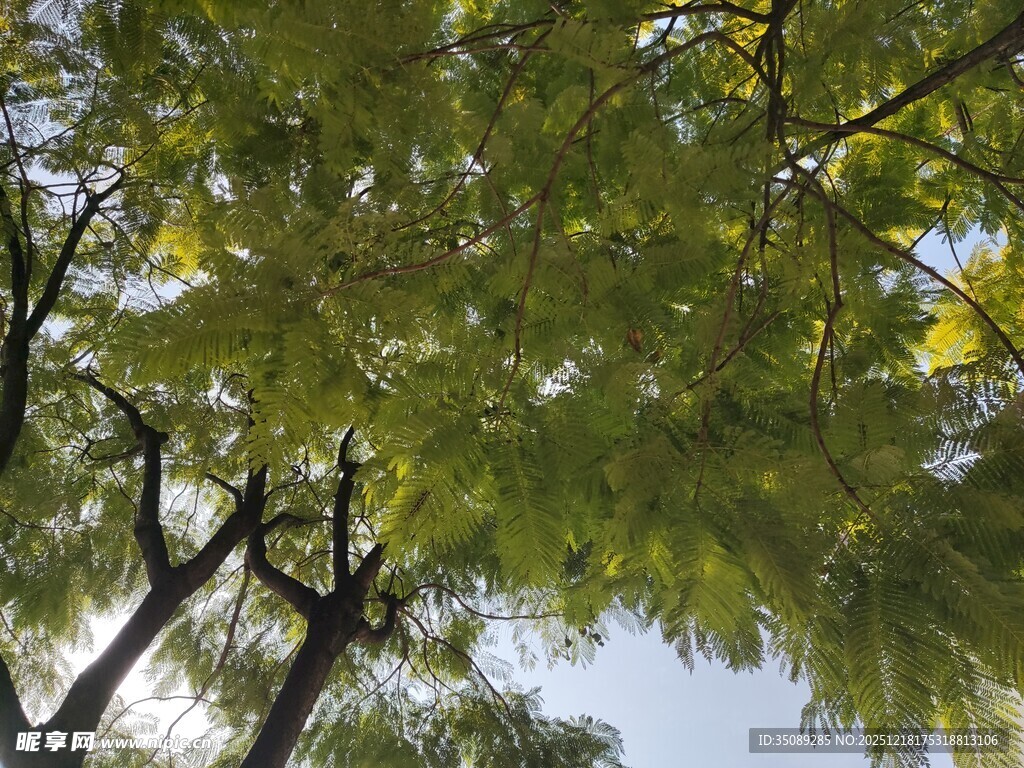 阳光下的繁茂树枝