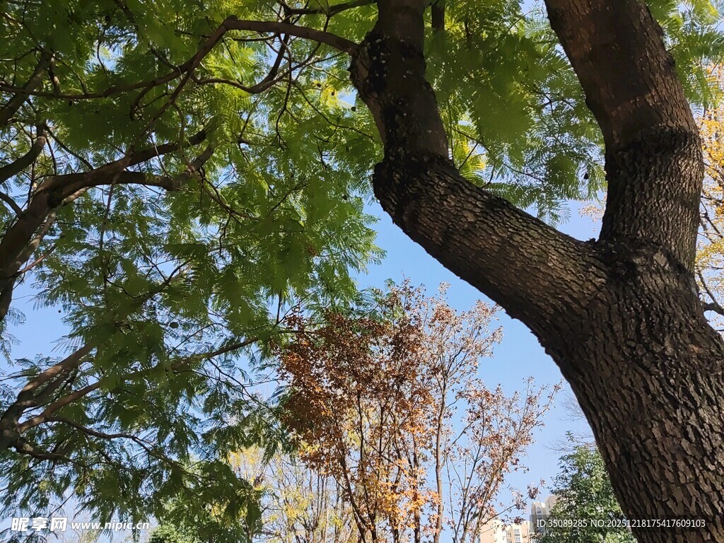 繁茂大树与蓝天相映成趣