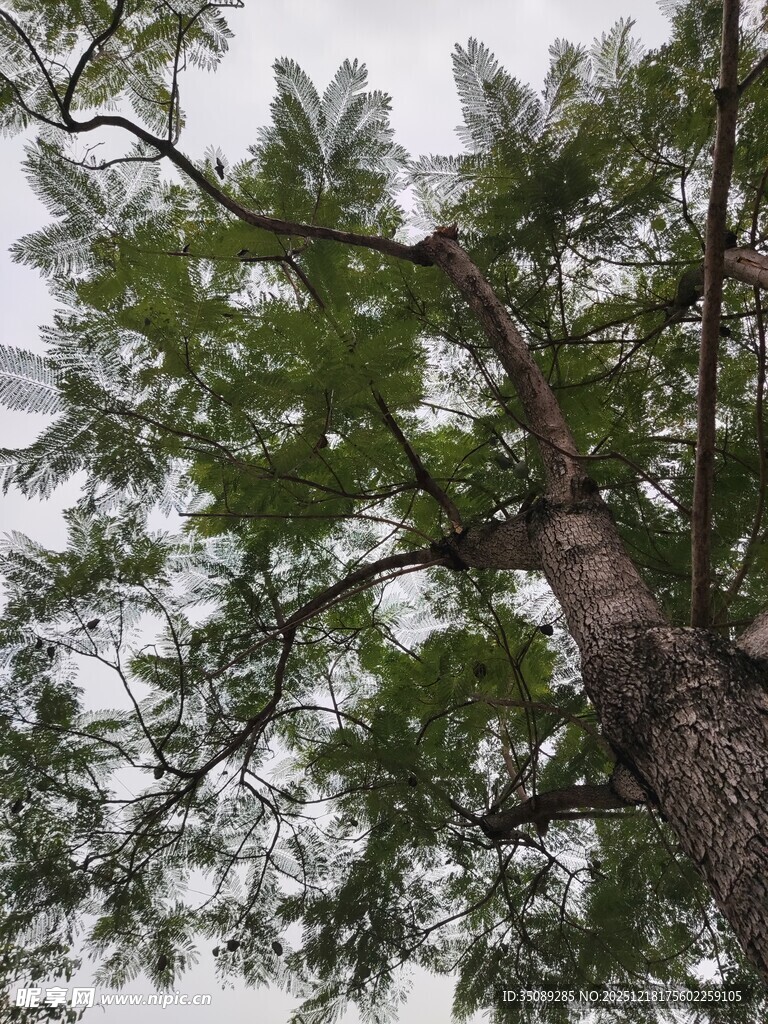 高大挺拔的翠绿树木
