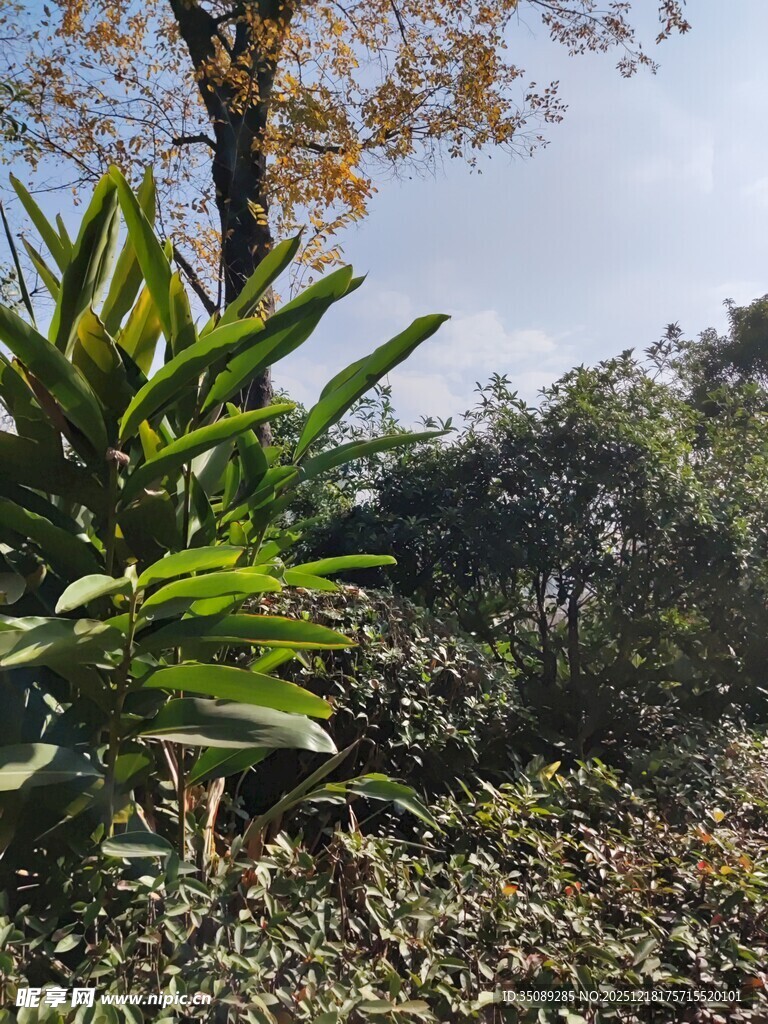 户外绿植景观一角