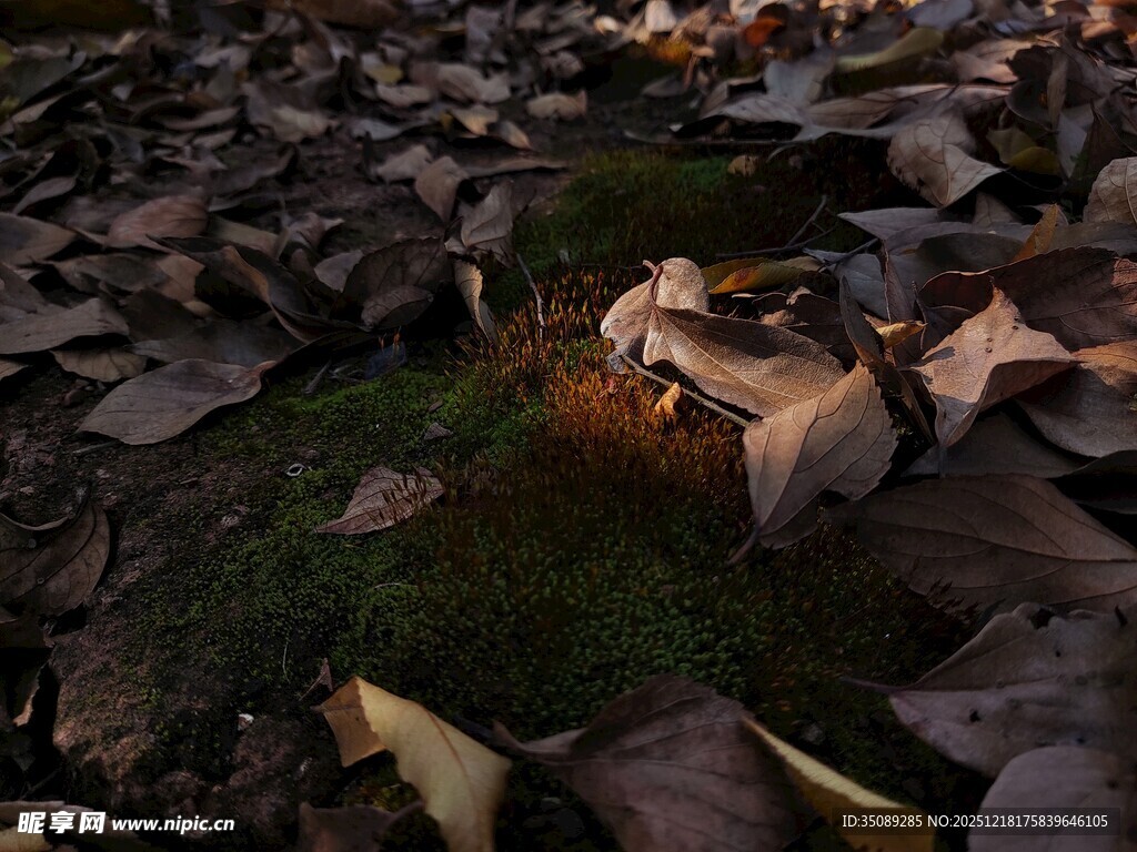 落叶覆盖下的神秘绿色角落