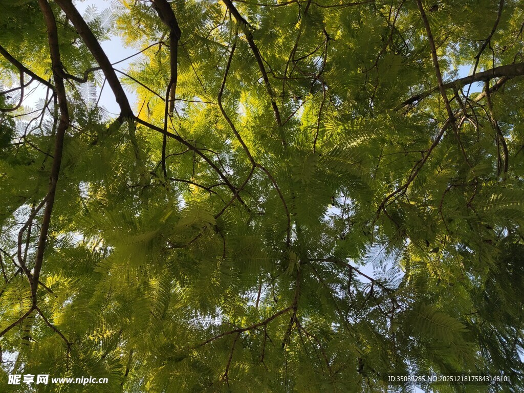 仰视茂密翠绿的树冠