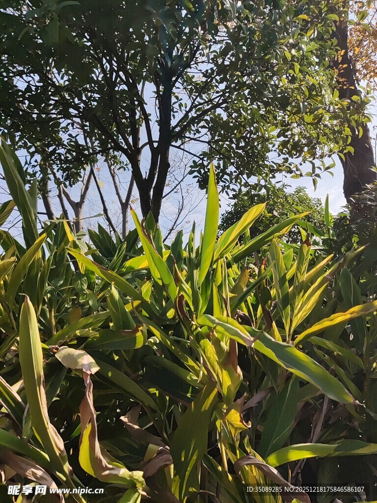 阳光下的绿植与树木