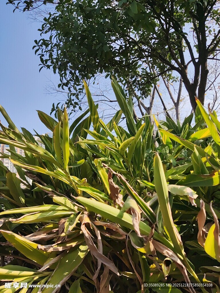 茂盛绿植展现自然生机