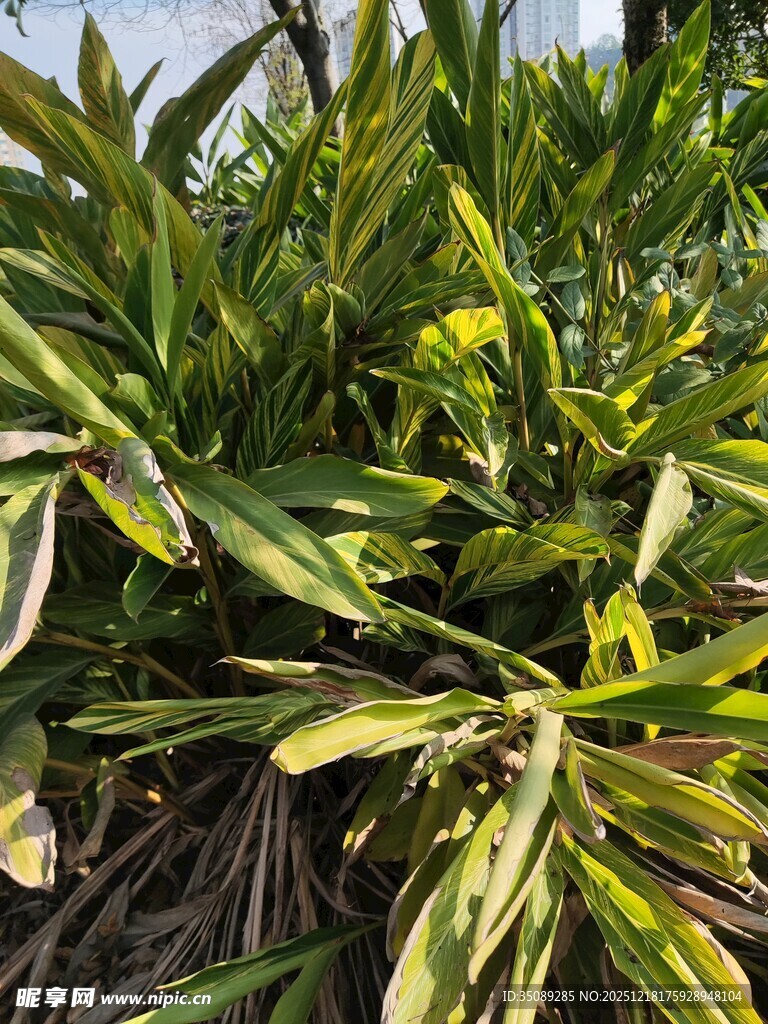 翠绿繁茂的植物叶片