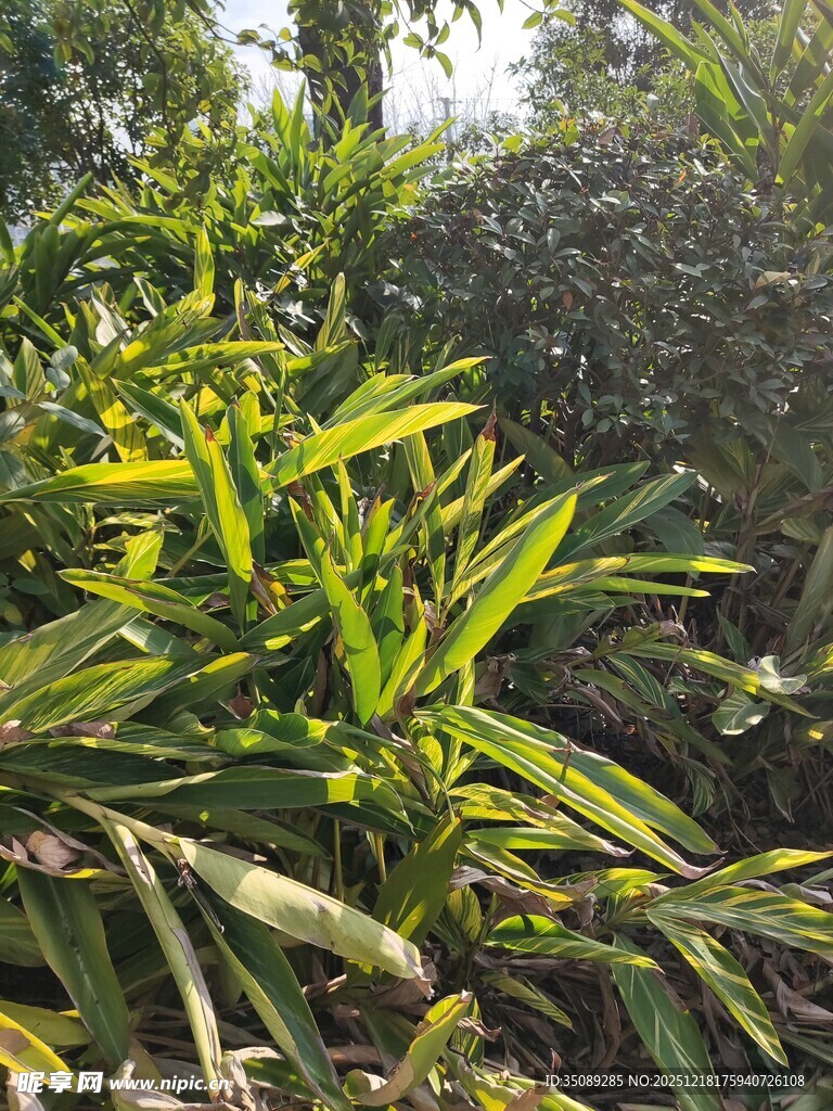 茂密绿植景观