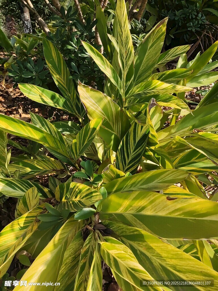 翠绿斑斓的热带植物叶片